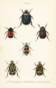 Ruusukuoriaiset: Cetonia fascicularis 1, Heterorhina macleayi 2, Gametoides subfasciata 3, viulukuoriainen, Eupoecila australasiae 4, Gymnetis hieroglyphica 5 ja Gymnetis marmorea 6 tekijältä English School