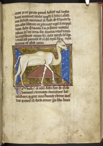 Royal MS 12 C XIX, f.33r Camel, 