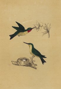 Rubiinikurkkuinen kolibri (värilitografia) tekijältä English School