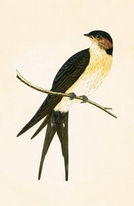 Rufous Swallow, kuvitus Charles Robert Breen (1811-86) teoksesta 