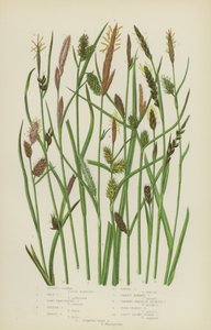 Russet Carex, Pale Carex, Long Bracteated Carex, Yellow Carex, Tawny Carex, Loose Carex (väri litho) tekijältä English School