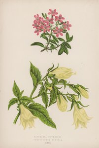 Saponaria Ocymoides; Symphyandra Pendula (väri litho) tekijältä English School