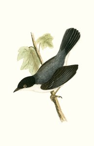Sardiniankirkko, kuvitus Charles Robert Breen (1811-86) teoksesta "Euroopan lintujen historia, joita ei havaittu Brittein saarilla", julkaistu 1867 tekijältä English School