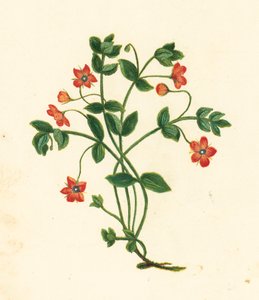 Scarlet Pimpernel, Anagallis Arvensis (värilitra) tekijältä English School