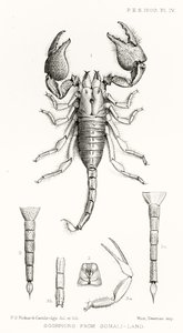 Scorpions from Somaliland, kuvitus The Hope Reportsista, Vol. II, 1897-1900., toimittanut Edward B. Poulton, Oxford, 1901 tekijältä English School