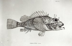 Scorpion Fish, levy 8 Charles Darwinin teoksesta "The Zoology of the Voyage of H.M.S Beagle, 1832-36" tekijältä English School