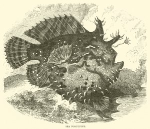 Sea Porcupine (kaiverrus) tekijältä English School