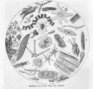 Thames-joen vesisedimentti, 1800-luvun puoliväli tekijältä English School