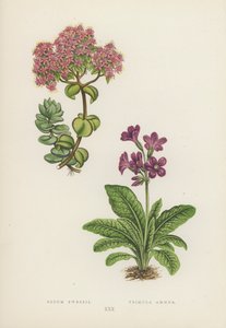 Sedum Ewersii; Primula Amoena (väri litossa) tekijältä English School