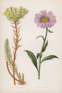 Reflex-istuin; Alpine Aster (väri litho) tekijältä English School