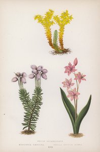 Sedum Sexangulare; Menziesia Scilla Bifolia Red (väri litho) tekijältä English School