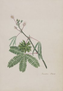 Herkkä kasvi, kuvitus runoalbumista, grafiittipiirroksia ja vesivärejä, n. 1828 (wc paperilla) tekijältä English School