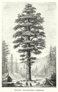 Sequoia (Wellingtonia) Gigantea (kaiverrus) tekijältä English School