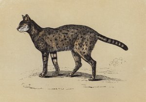 Serval (värilitografia) tekijältä English School