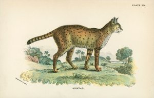 Serval tekijältä English School
