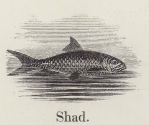 Shad (kaiverrus) tekijältä English School