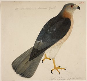 Shikra tai "Badius Hawk" tekijältä English School