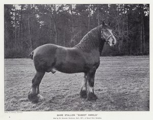Shire Stallion "Buscot Harold" (litho) tekijältä English School
