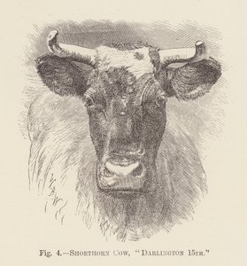 Shorthorn-lehmä, "Darlington 15th" (kaiverrus). tekijältä English School