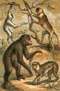 Silvery Gibbon, Proboscis Monkey, Simpanzee ja Barbary Ape tekijältä English School