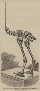Dinorniksen luuranko, Royal College of Surgeons -museossa (kaiverrus) tekijältä English School