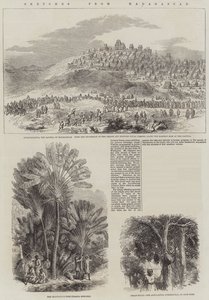 Luonnoksia Madagaskarilta (kaiverrus) tekijältä English School