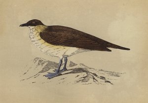 Skua (värilitra) tekijältä English School
