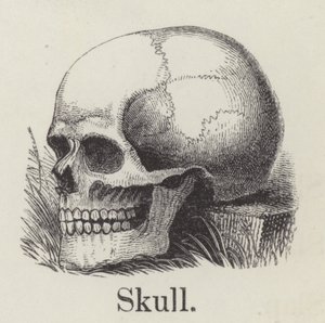 Kallo (kaiverrus) tekijältä English School