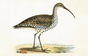 Slender Billed Curlew, kuvitus Charles Robert Breen (1811-86) teoksesta "A History of the Birds of the Birds of the British Islands", julkaistu 1867