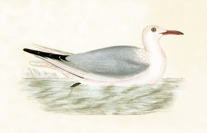 Slender Billed Gull, kuvitus Charles Robert Breen (1811-86) teoksesta "A History of the Birds of the Birds of the British Isles", julkaistu 1867 (värilitho)
