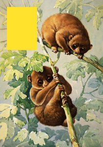 Sloths tekijältä English School