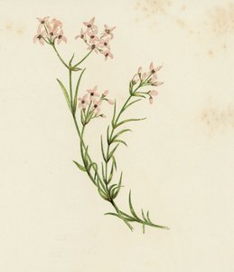 Pieni metsikukka, Asperula Cynanchica (väri litho) tekijältä English School
