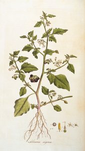 Solanum nigrum [yövarjo], kuvitus William Curtiksen Flora Londiniensis -julkaisusta [Lontoon kukat], julkaistu 1777-98 (värikaiverrus) tekijältä English School