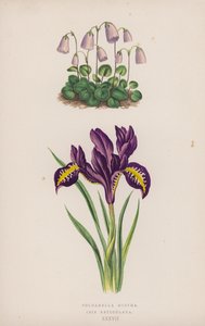 Soldanella Minima; Iris Reticulata (väri litho) tekijältä English School