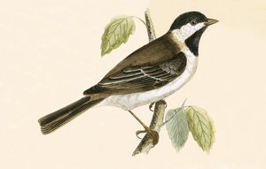 Sombre Tit, kuvitus Charles Robert Breen (1811-86) teoksesta "A History of the Birds of the Birds of the British Islands", julkaistu 1867 tekijältä English School