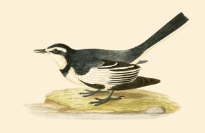 Sombre Wagtail, kuvitus Charles Robert Breen (1811-86) teoksesta "Euroopan lintujen historia, joita ei havaittu Brittein saarilla", julkaistu 1867 tekijältä English School