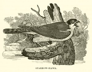 Sparrow-Hawk (kaiverrus) tekijältä English School