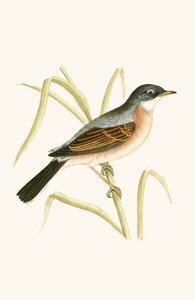 Spectacled Warbler, kuvitus Charles Robert Breen (1811-86) teoksesta "A History of the Birds of the Birds of the British Islands" (1811-86), julkaistu 1867 tekijältä English School