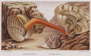 Spinous Cockle, Banded Venus (värilitro) tekijältä English School