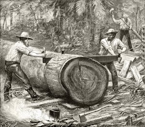 Splitters in the Bush, noin 1880, Howard Willoughbyn julkaisemasta teoksesta 