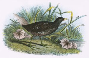 Täplikäs Crake tekijältä English School