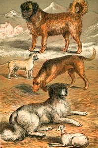 St Bernard, Bulldog, Bloodhound, Newfoundlandin ja Italian vinttikoira tekijältä English School