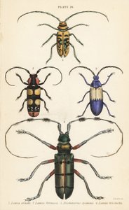 Sternotomis beautiful 1, Tragocephala formosa 2, selanmarja, Desmocerus palliatus 3 ja Thysia wallichii 4 tekijältä English School