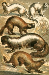 Stoat, Ermine, Polecat, Skunk ja Minkki tai Minx tekijältä English School