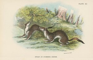 Stoat kesämekossa tekijältä English School