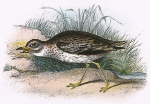 Stone Curlew tekijältä English School