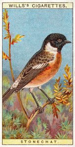 Stonechat tekijältä English School