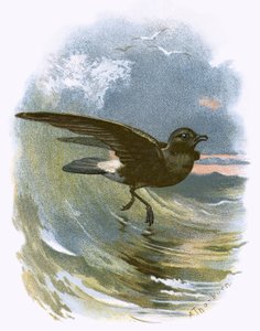Storm Petrel tekijältä English School