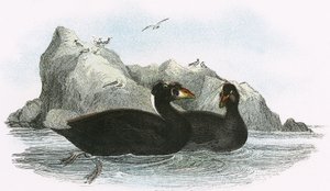 Surf Scoter tekijältä English School