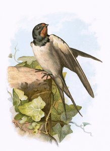 Swallow tekijältä English School
